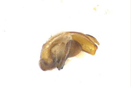 Réf. 350 617 : Leistus spinibarbis